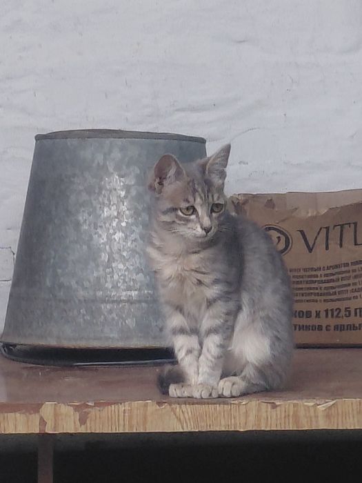 Котята отдам в добрые руки.