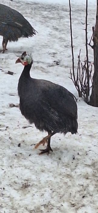 Vând masculi de bibilica