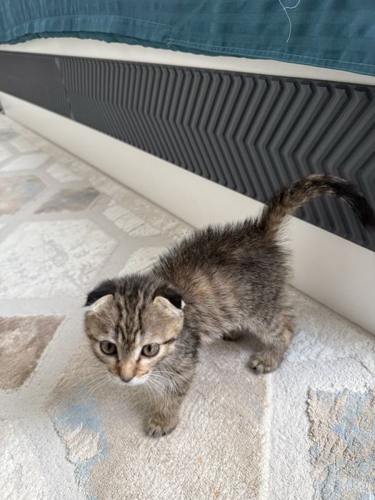 Котенок бесплатно
