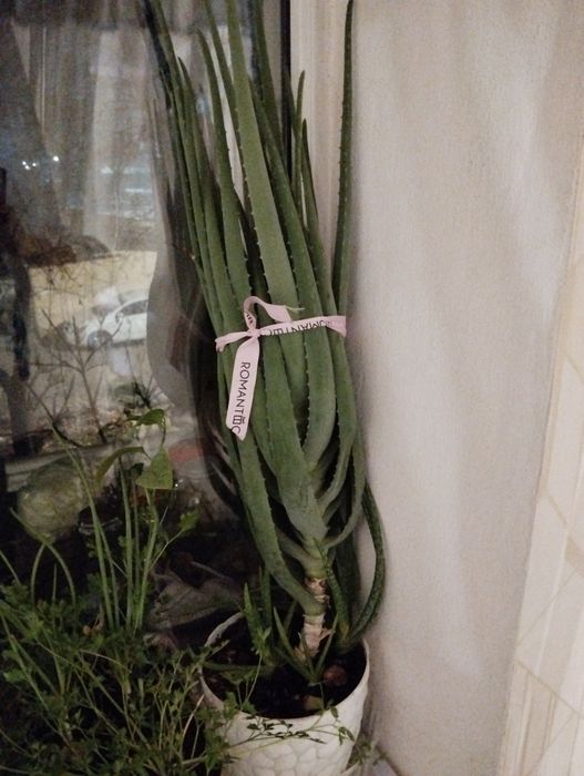 Продам цветок алоэ вера