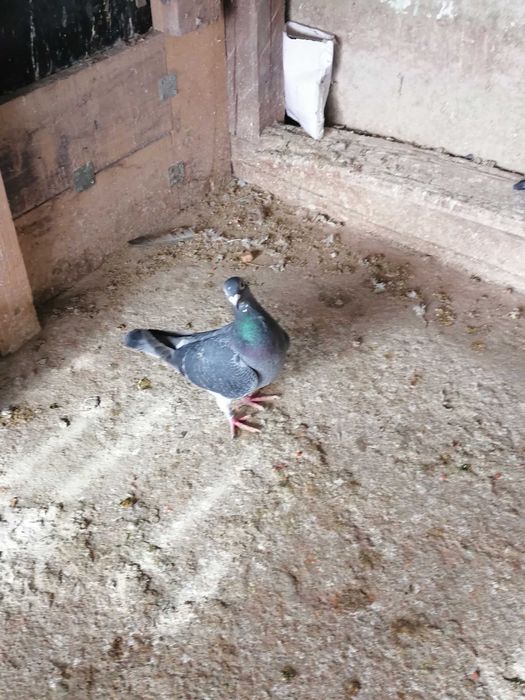 Vând porumbei voiajori de concurs