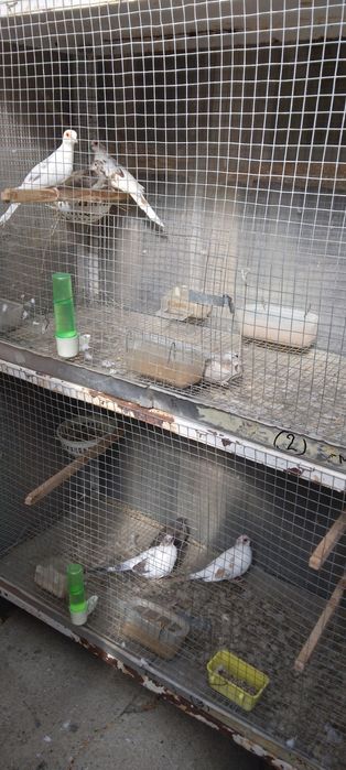 Диамантени гугутки