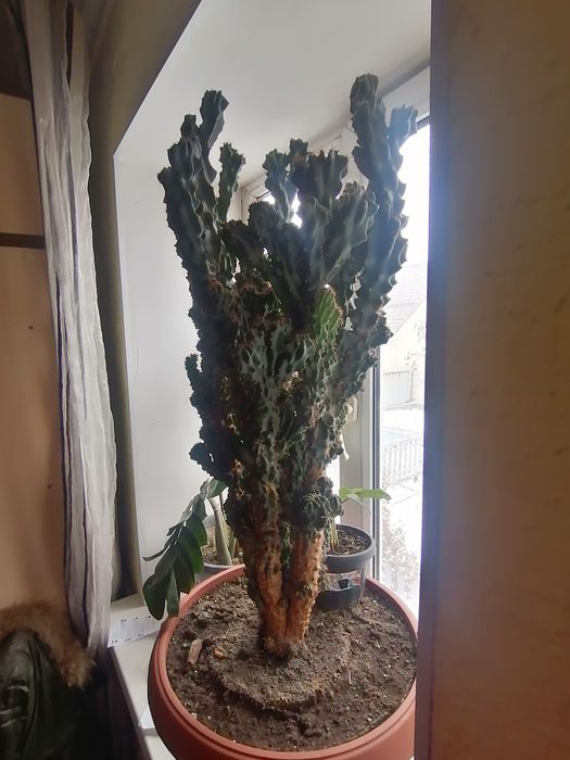 Цереус перуанский