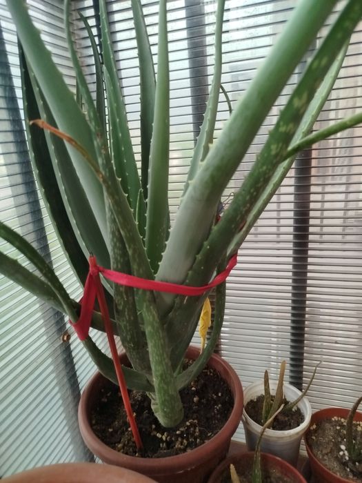 Домашний цветок Алоэ-вера (лечебный) от 50000 и вышесум