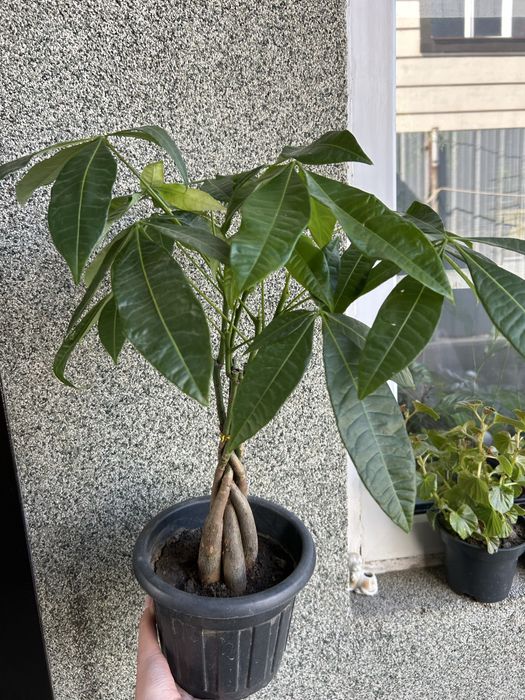 Комнатные цветы