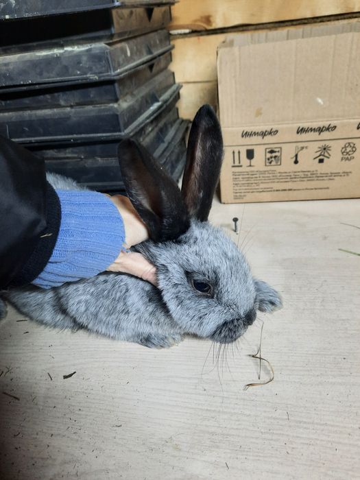 Кролята Полтавское серебро