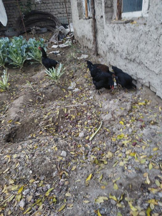 Qora uy tovqlar bor 40dona 10 tasi sotladi