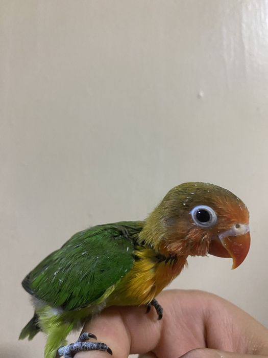 Ruchnoy papugay sotiladi