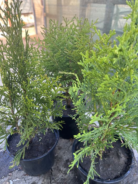 Смарагд, западна и кълбовидна туя