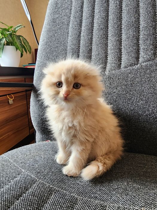 Продам домашних котят