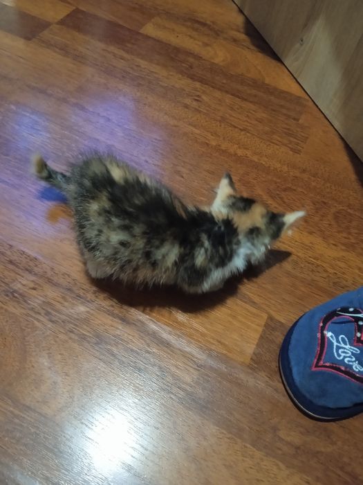 Котенок котенок.