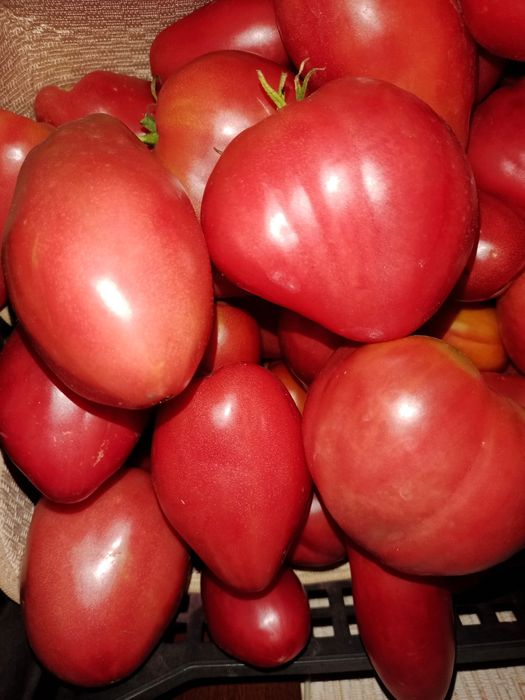 Продам помидоры, сорт  Глория и Батяня