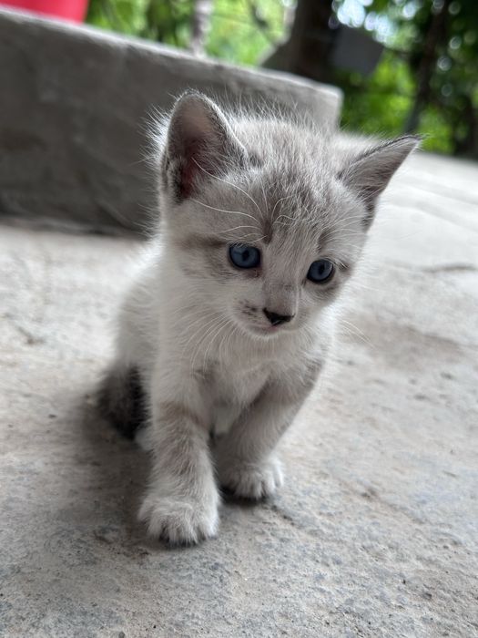 Котята даром полтара месяца