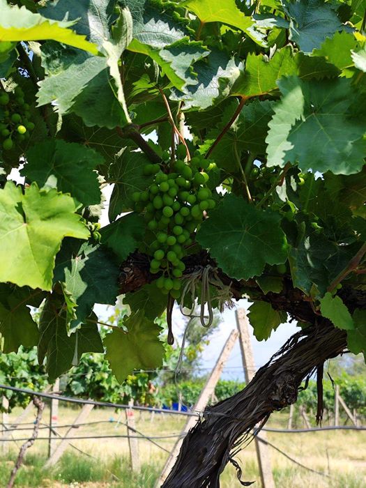 Продава се Земеделски имот в София, Челопечене -  кв.м за 2550 €/дка - Снимка #1