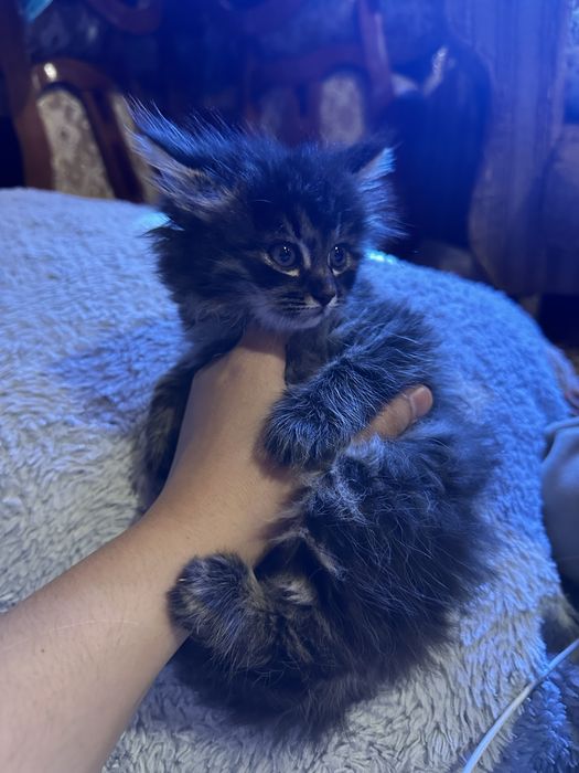 Продаётся котёнок