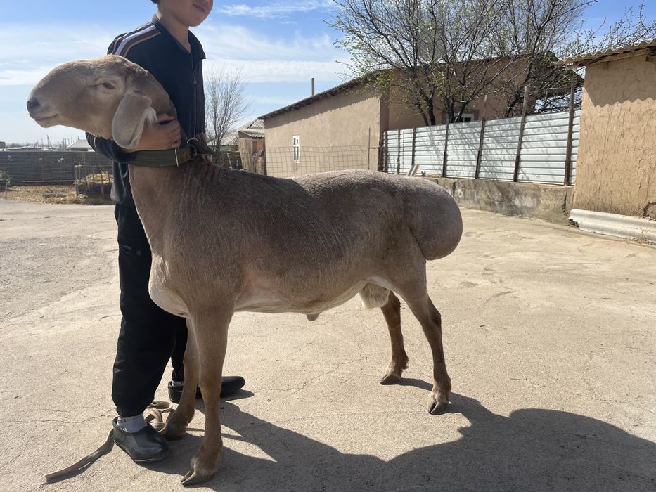 Арашан қошқар 2 мил