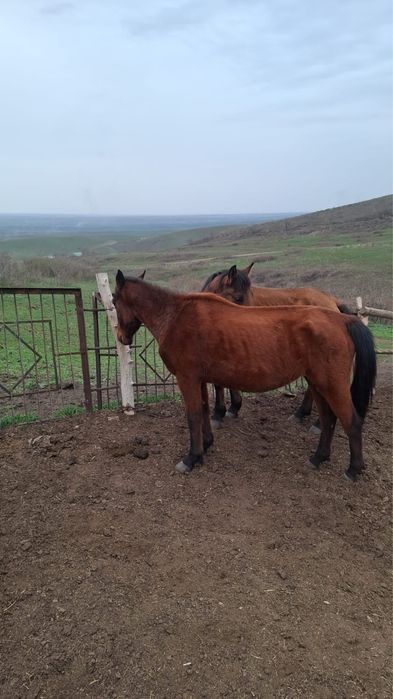 Буаз байталдар  .