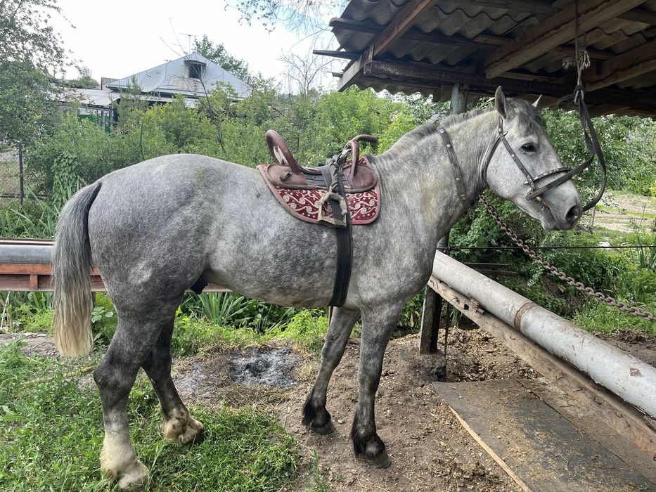 Кокпар айгыр бойы 163 жылдам