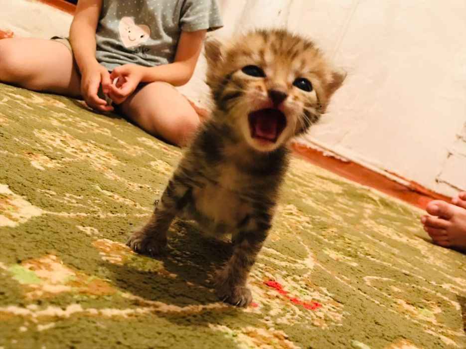 Шатлан мысығының марғаулары  бар