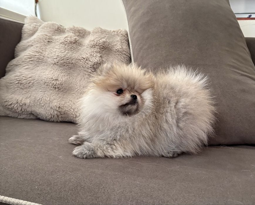 Померан със родословие