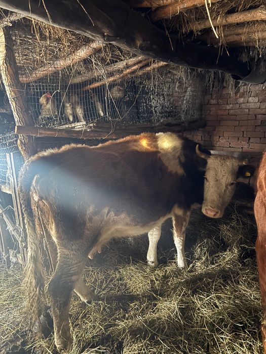 Продам карову с телёнкам