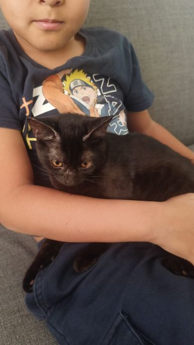 Отдам котёнка бесплатно