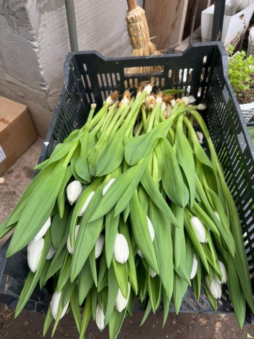 Тюльпаны в розницу 150 тг