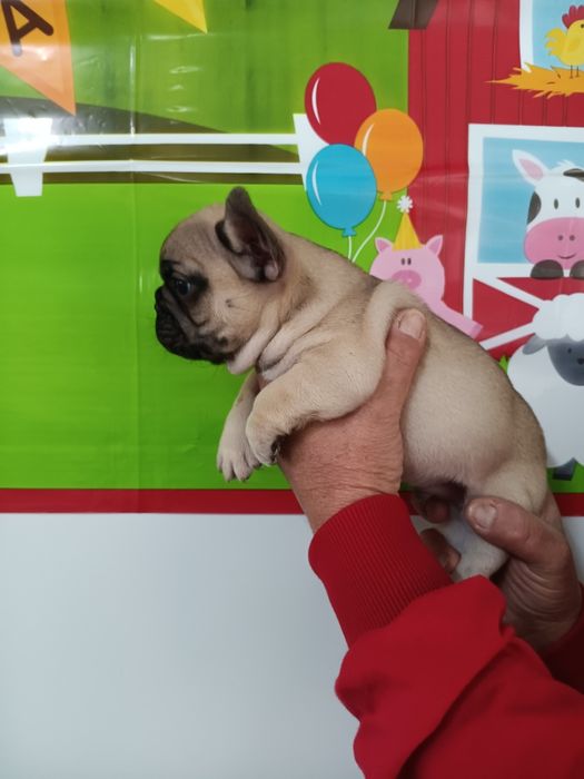 Френски булдог french bulldog