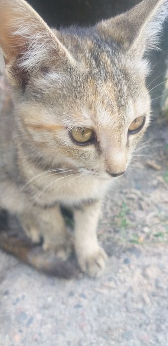 Отдам котят даром