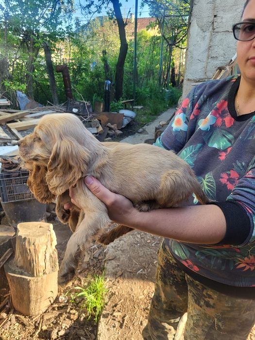 Продавам англйски кокер шпаньол