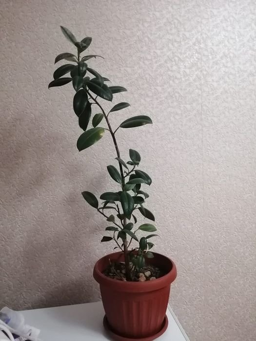 Цветы , высота 75