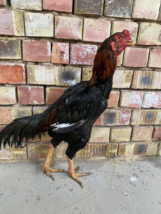 Dakan xoroz sotiladi