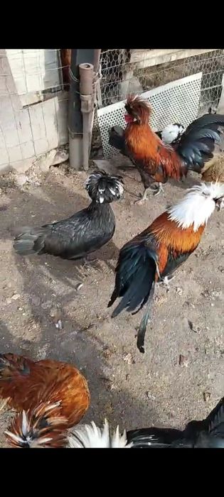 Ouă de Gaină Olandeza