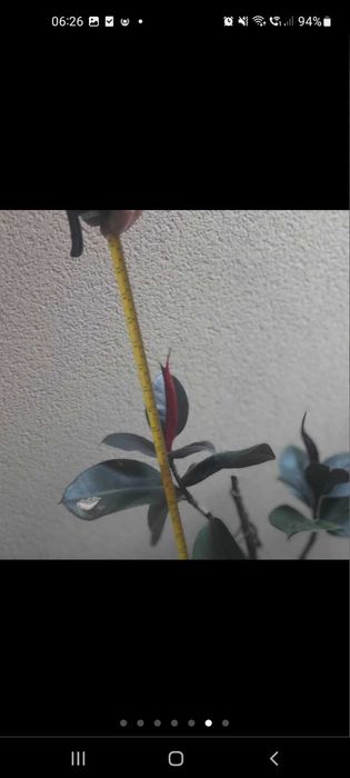 Planta natural ficus