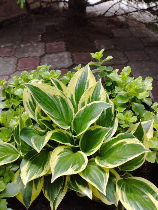 Многолетние цветы