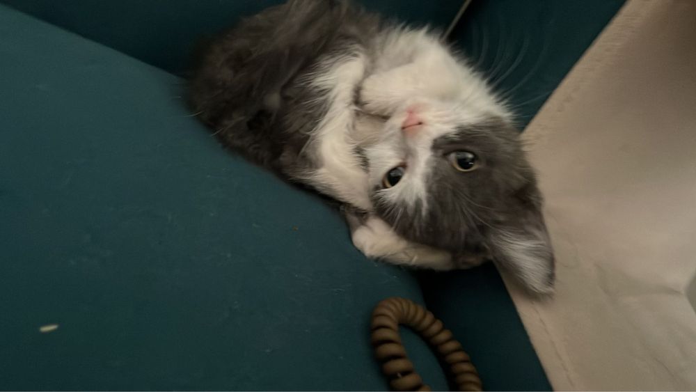 Отдам в ответственные руки