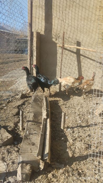 Продам курицы бойцовские