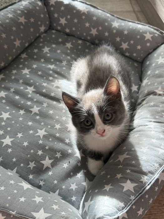 Отдам котёнка в добрые руки