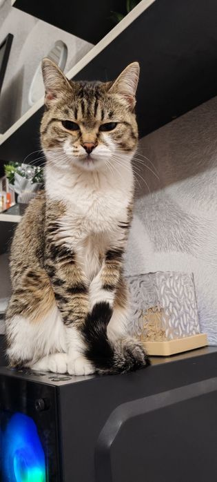 Пристраивается красивая кочечка