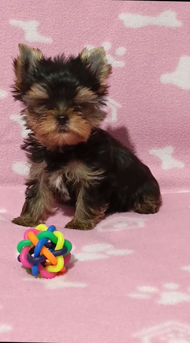 Мини Йоркширски териер момчета