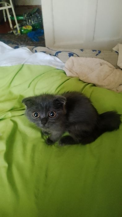 Котёнок. Порода веслоухая