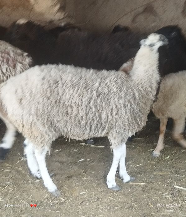Продам  барана девочка