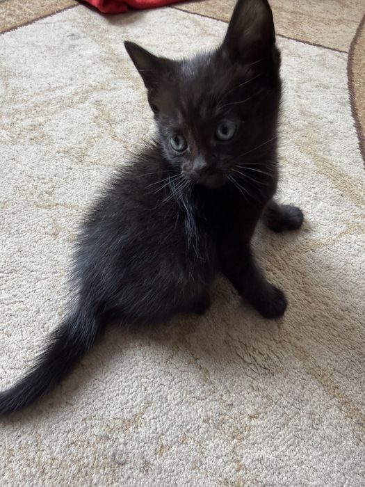 Отдам двух мальчишек !