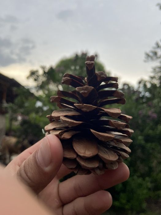 Шишки не дорогоо