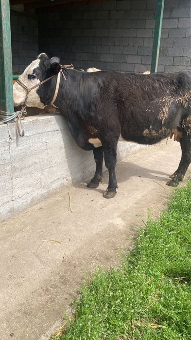 Коровы стельные порода