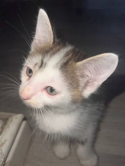 Котята ищут дом!