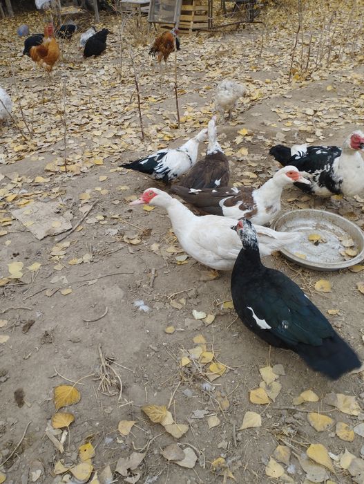 Продам индоуток на мясо