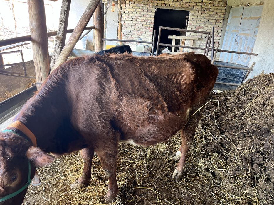 sigir sotiladi 9 oylik bugoz