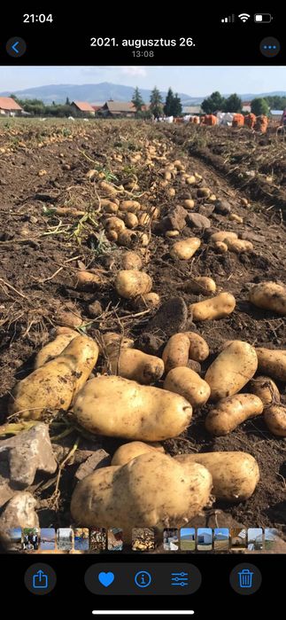 Cartofi consum alb si rosu