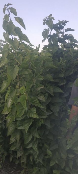 Tut kuchatlari sotiladi,sensa,2sort